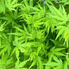 Acer palmatum Going Green