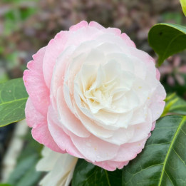 Camelia japonica Nuccio's Pearl
