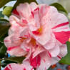 Camelia japonica Dainty California