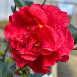 Camelia japonica Tom Knudsen
