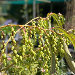 Stachyurus salicifolius