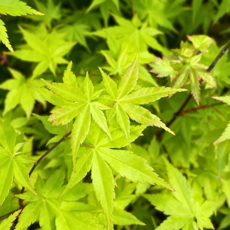 Acer palmatum Summer Gold Acer palmatum Summer Gold