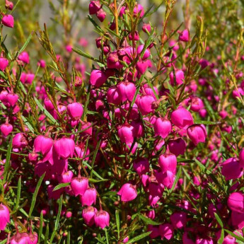 Boronia heterophylla Rubra