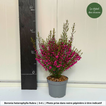 Boronia heterophylla Rubra Boronia heterophylla Rubra