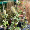 Salix candida Iceberg Alley