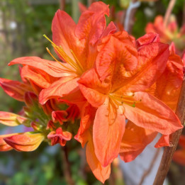 Azalée mollis Koster's Brilliant Red