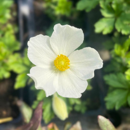 Fleur de l'Anemone sylvestris