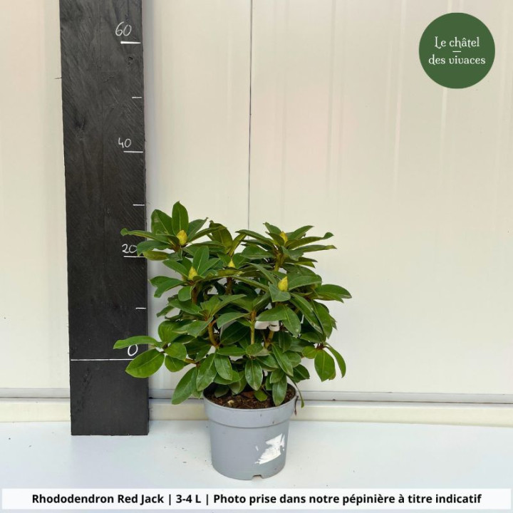 Rhododendron hybride Red Jack