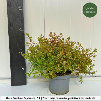 Abelia grandiflora Sunshine Daydream Abelia grandiflora Sunshine Daydream