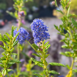 Ceanothus arboreus Concha