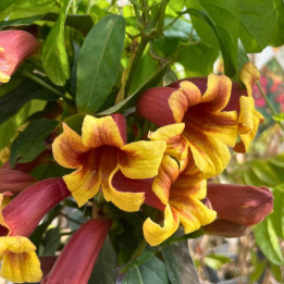 Bignonia capreolata