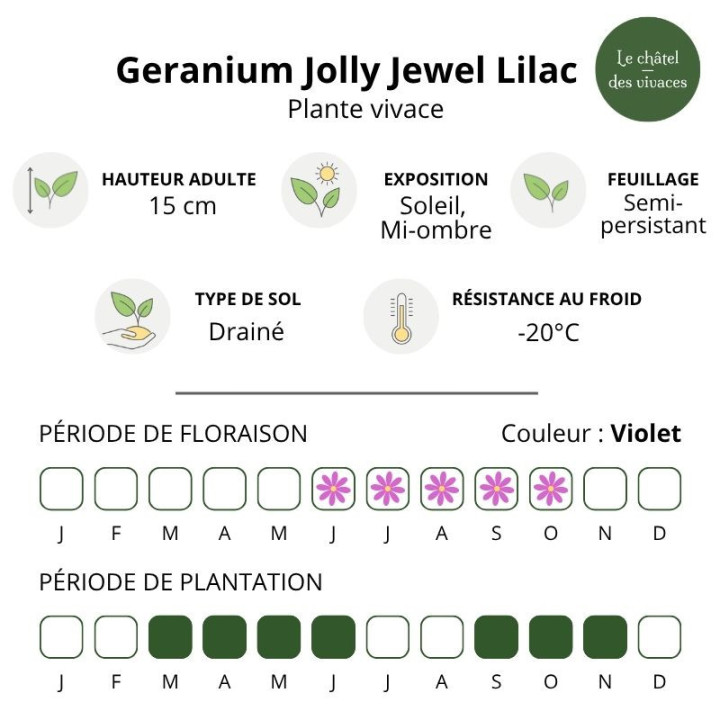 Geranium cinereum Jolly Jewel Lilac