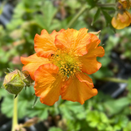 Geum Foxy Tempest