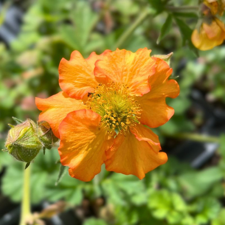 Geum Foxy Tempest