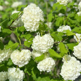 Viburnum opulus Roseum