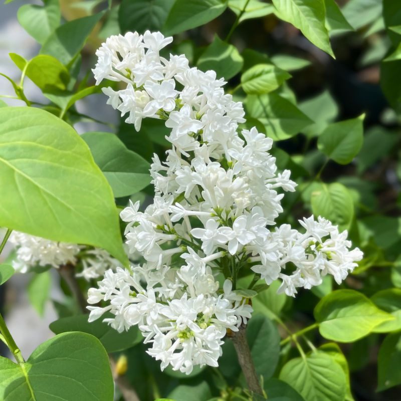 Syringa vulgaris Mme Lemoine Syringa vulgaris Mme Lemoine