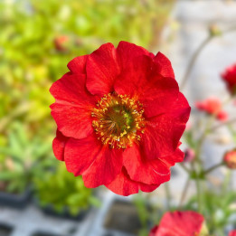 Geum Fiery Tempest