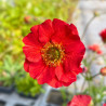 Geum Fiery Tempest