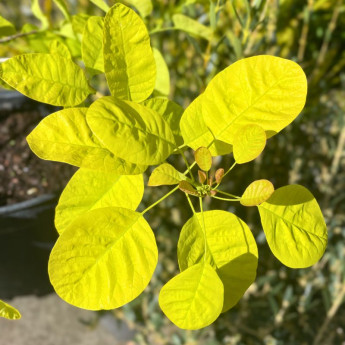 Cotinus coggygria Golden Lady Cotinus coggygria Golden Lady