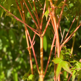 Acer palmatum Bi Hoo