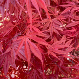 Acer palmatum Peve Dave