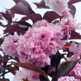 Prunus serrulata Royal Burgundy