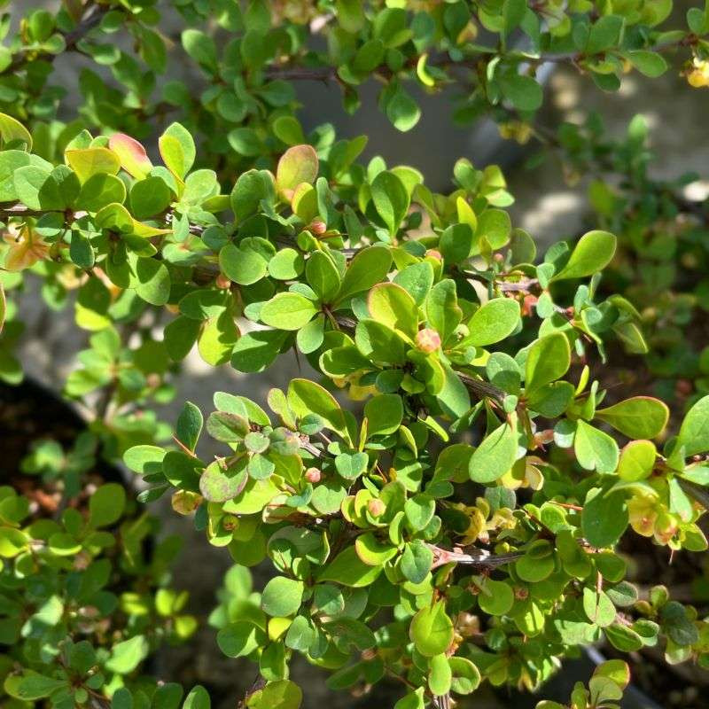 Berberis thunbergii Green Carpet Berberis thunbergii Green Carpet