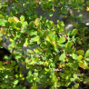 Berberis thunbergii Green Carpet