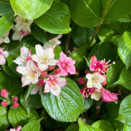 Weigela Carnaval Courtalor
