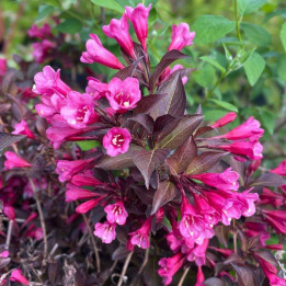 Weigela florida Alexandra