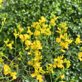 Genista Lydia