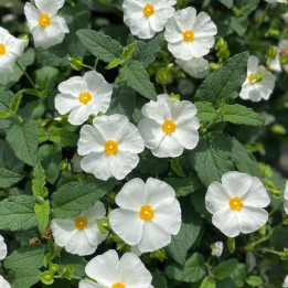 Cistus corbariensis