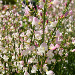 Cytisus scoparius Moyclare Pink
