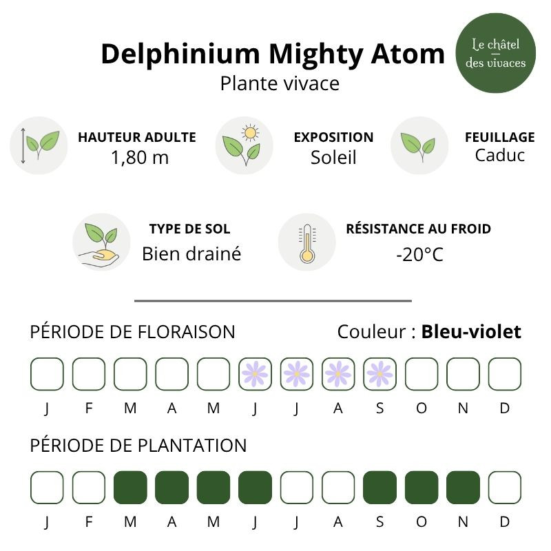 Delphinium elatum Mighty Atom