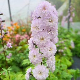 Delphinium Cha Cha