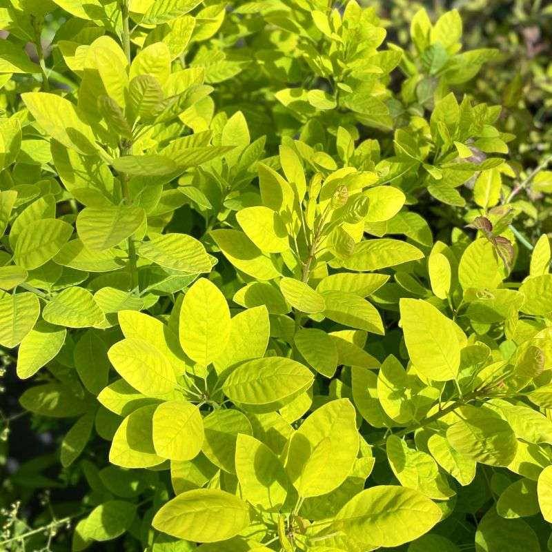 Cotinus coggygria Golden Lady Cotinus coggygria Golden Lady