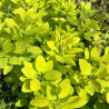 Cotinus coggygria Golden Lady