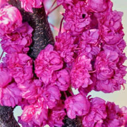 Cercis canadensis Pink Pom Poms