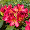 Rhododendron Scyphocalix
