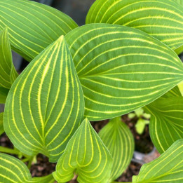 Hosta Siberian Tiger