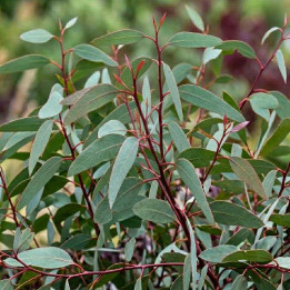 Eucalyptus niphophila