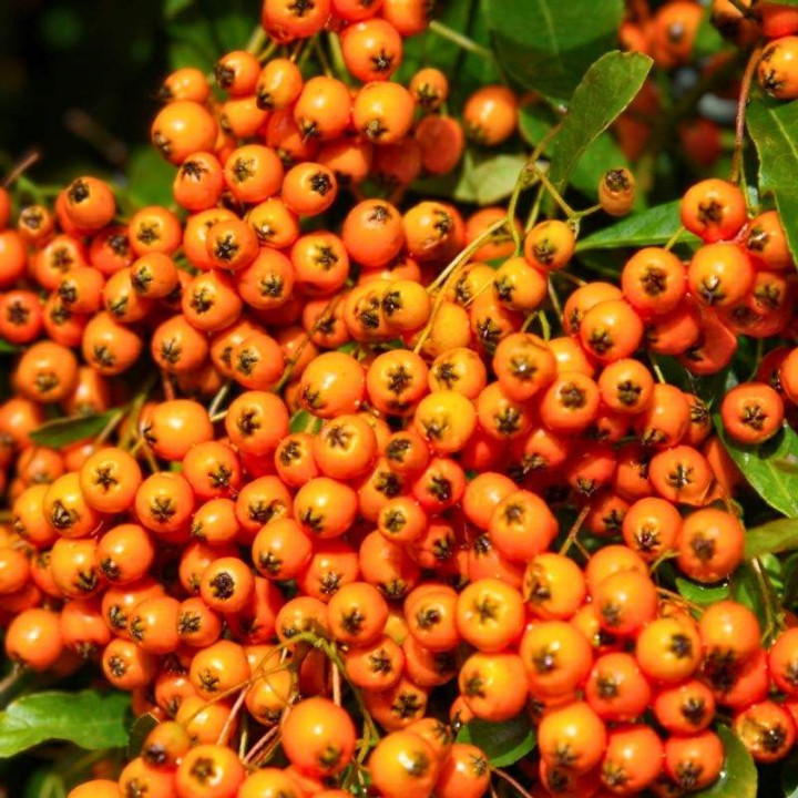 Pyracantha coccinea Orange Glow