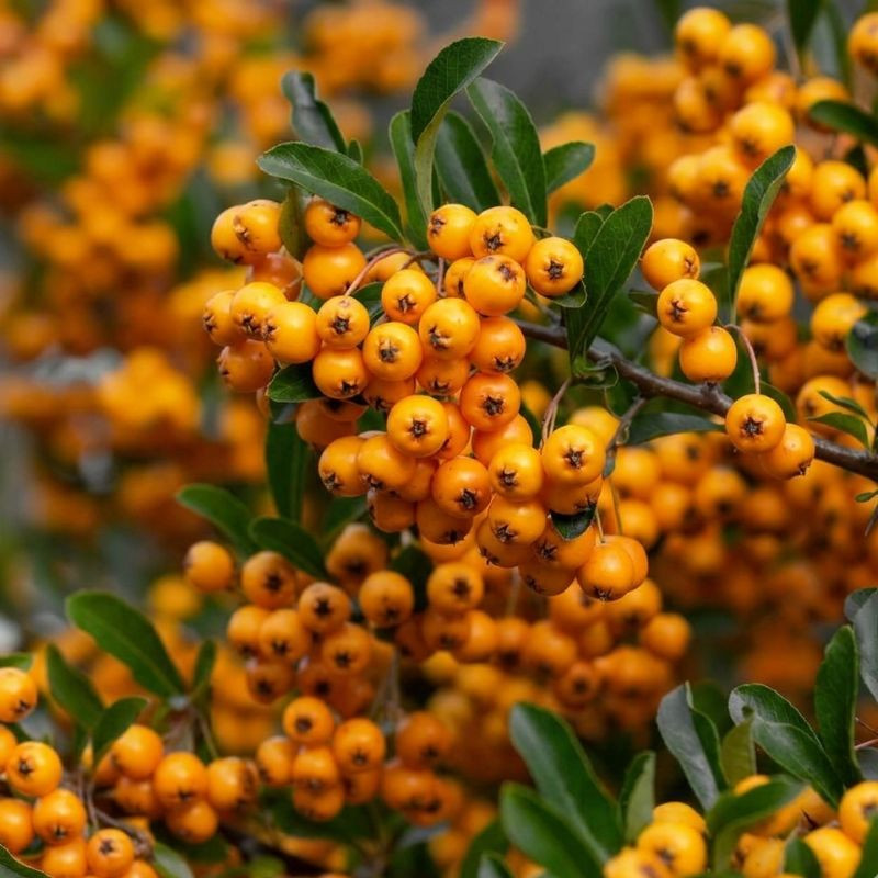 Pyracantha coccinea Golden Charmer Pyracantha coccinea Golden Charmer