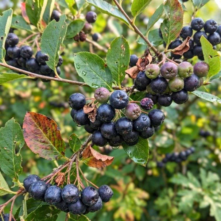 Aronia prunifolia Nero