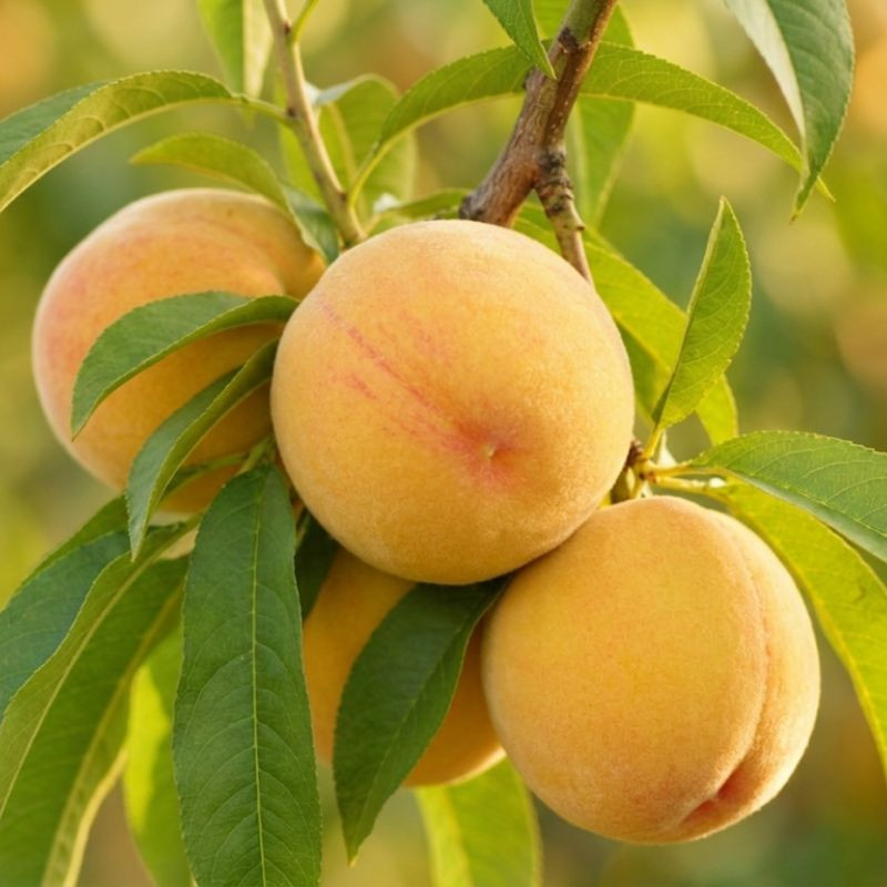 Pêcher nain Peach me Yellow