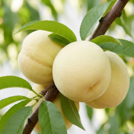Pêcher nain Ice Peach Gelo