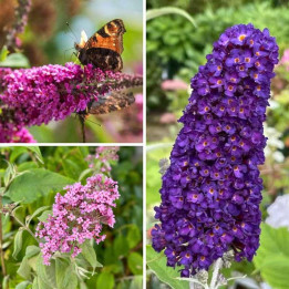 Lot de 3 Buddleia (Arbre aux papillons)
