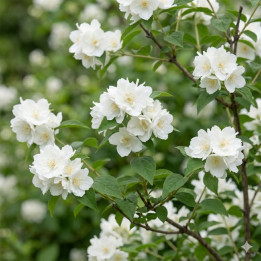 Philadelphus Virginal