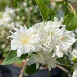 Philadelphus minnesota Snowflake