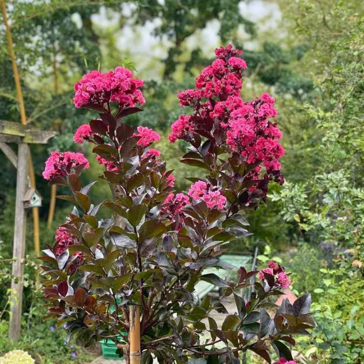 Lagerstroemia indica Dynamite